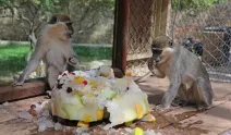 Antalya doğal yaşam parkındaki hayvanlar sıcak havada buzlu meyve kokteyliyle serinliyor