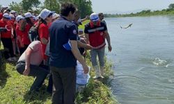 5 bin adet Mersin balığı yavrusu Yeşilırmak Nehri'ne bırakıldı