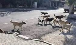 Tarım Bakanlığı'ndan başıboş köpek sorunu için yeni formül: Mobil kısırlaştırma