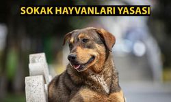 Sokak hayvanları kanun teklifi 5. ve 9. maddeleri: Sahipsiz hayvan yasası maddeleri neler?