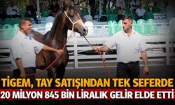 TİGEM, tay satışından tek seferde 20 milyon 845 bin liralık gelir elde etti